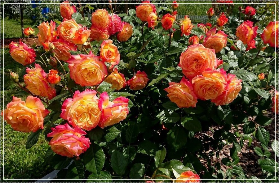 Meteor róża rabatowa